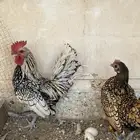 سبرايت بياض