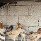 دجاج بلدي فاخر