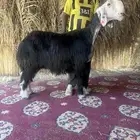 شاه نجديه خصم الخصم