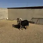 نجديه حايل سنها سدس او بدايت تمام