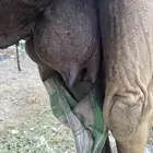 ناقة ساحلية