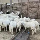 طليان حرايات للبيع