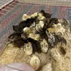 صيصان