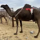 خلفه صفرا ب 8300 يبلاش