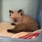 قطه انثى هيمالايا عمر 55 يوم متعلمه على الليتر بوكس