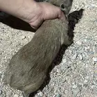 و ب ر ا ن للبيع