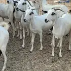 للبيع معزا بيشيات مواليد( تم البيع