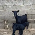 عنز وولدها للبيع
