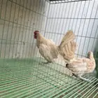 دجاج