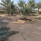 المزاحمية السيباني