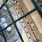 يمام ماسي 8 ازواج