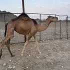 بكرة حمرا معشر