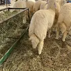طليان حري فل شحم ولحم
