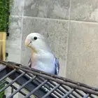 للبيع روز