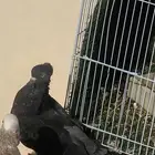حمام