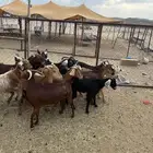 12 من المعزا دفيع مراح واحد وفيها عنقان واكثرها حصيب