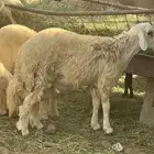 طلي حري فل شحم ع الشرط تابي وتمارا