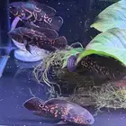 سمك زينة اوسكار