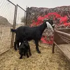 عنز معها توم