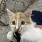 قطه لتبني