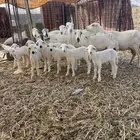 ضان للبيع رفد