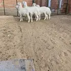 خرفانالعدد 4