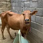 بقره بلدي دافع