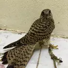 باشق للبيع مدرب