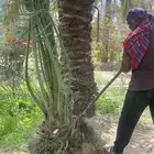 تنسيق حدائق