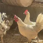 دجاج الموقع المزاحميه