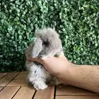 ارنب هولندلوب