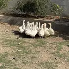 وز منتج