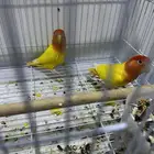 روز
