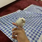 فروخ روز