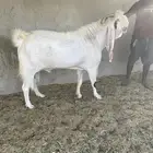 تيس مشروك كفو