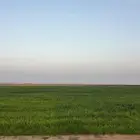 رشاش دخن للبيع