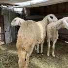 رخال للبيع