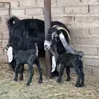 معزا ولد للبيع