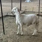 مشروع مفحل صنف