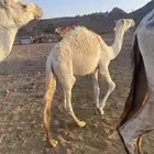 قعود لباني على حليب امه نوصله تبوك