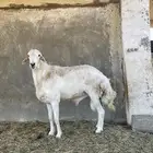 خروف فحل رباع او بداية سدس