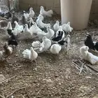 عشة مشاكيل وهجاين