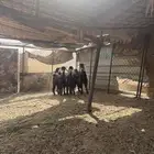 ثلاثه تيوس مخاصي وجفتان العدد خمسه