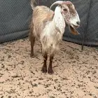 عنز حليب وافر