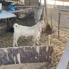 تيس فحل علي الشرط من جميع العيوب السن جذع