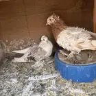 اجواز حمام منتجه