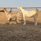 معزا للبيع