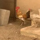 ديك