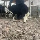 للبيع خروف