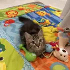 قط للتبني